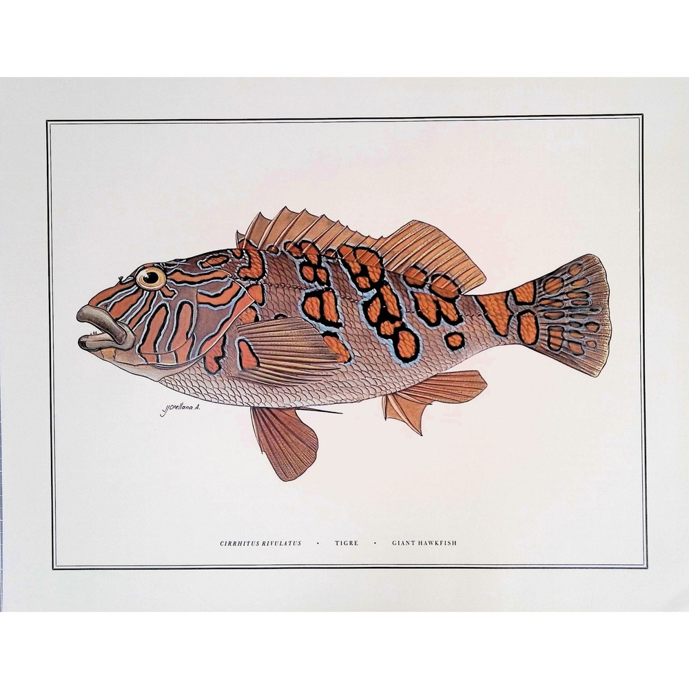 1985 Giant Hawkfish Fish Wall Art Print J Orellana Vintage Book Plate 11x14